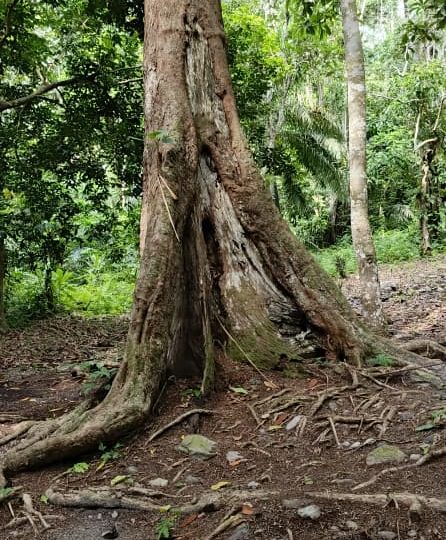 Ikogosi Warm Springs Resort – 4-Day, 3-Night Tour Package - Bellanic Concepts Image