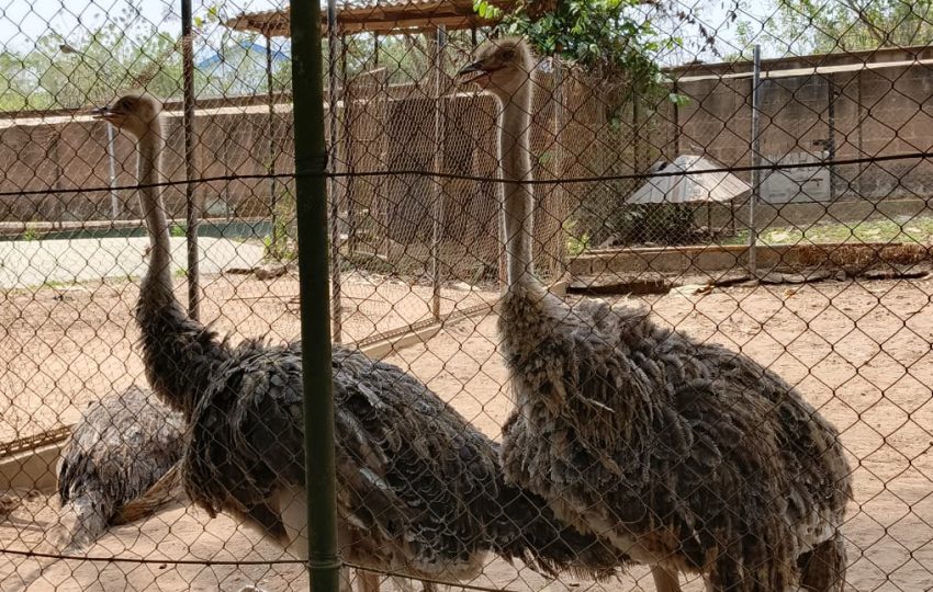 5-Day, 4-Night Ibadan & Ikogosi Staycation - Bellanic Concepts Image